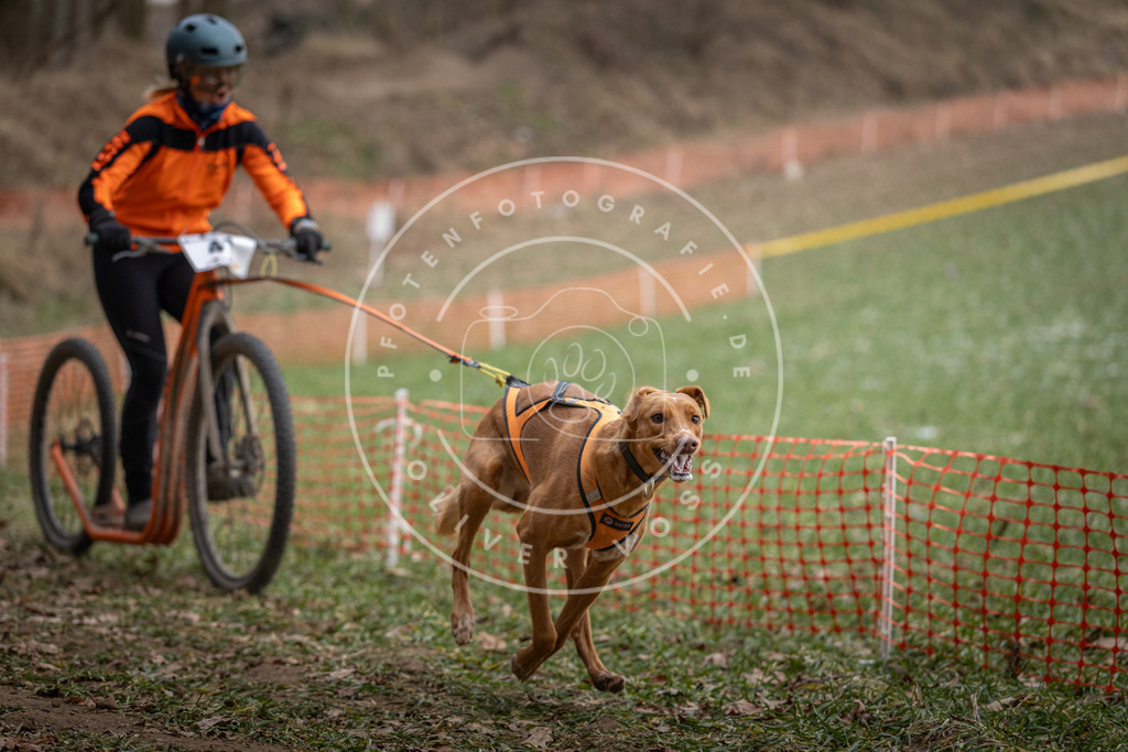 Pfotenfotografie_DV3A0460 | Hundefotografie, Tierfotograf, Pfotenfotografie, Fotoshooting Hund, Hunde Portrait, Hundesport, Hundeportraits, Heideshooting, Hunde, Sportfotograf, Hundefotograf, Turnierhundsport, THS,  - Realisiert mit Pictrs.com