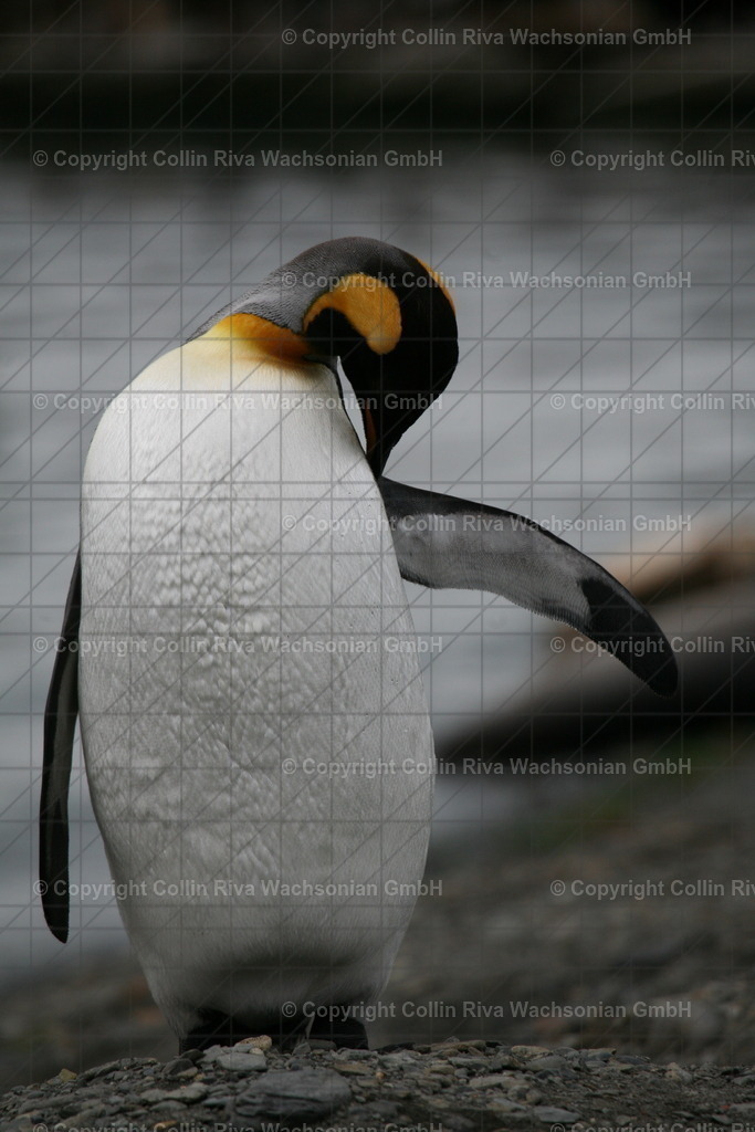 IMG_3076 | Antarktis / Antarctica - Realisiert mit Pictrs.com