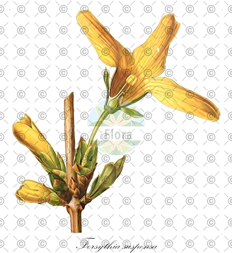 HistAbb_wfo-0001213634_1_ENZY_Simple | Historische Abbildung von Forsythia suspensa - Oleaceae (Hänge-Forsythie;Hänge-Goldflieder) | Historical Illustration of Forsythia suspensa - Oleaceae