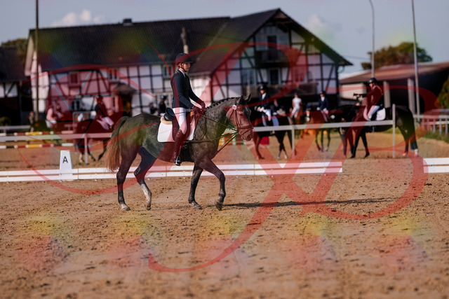 2026_10_03_Siefer-Hof_120022_Z81_01882329 | Professionelle Reitsport-, Turnier- und Eventfotografie von Robert Broda. Galerien mit ausgewählten und bearbeiteten Bildern direkt online ansehen und bestellen.