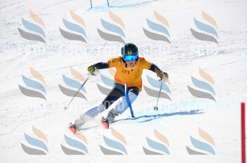 C8601 | holidayphoto