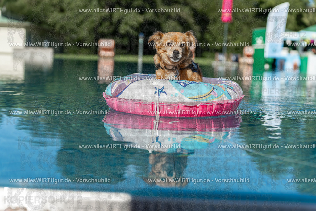 Hundeschwimmen_Volksbad_2026-allesWIRTHgut_Tierfotografie-2609061048-095815-7R509205 | Professionelle Tierfotografie in Mönchengladbach von Daniel Wirth (allesWIRTHgut). Liebevolle & natürliche Bilder von Hunden & Katzen für unvergessliche Erinnerungen.