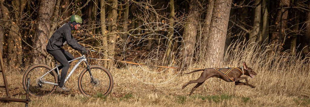 DV3A4430 | Hundefotografie, Tierfotograf, Pfotenfotografie, Fotoshooting Hund, Hunde Portrait, Hundesport, Hundeportraits, Heideshooting, Hunde, Sportfotograf, Hundefotograf, Turnierhundsport, THS,  - Realisiert mit Pictrs.com