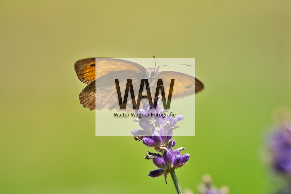 Ochsenauge | walter-wagner-fotografie