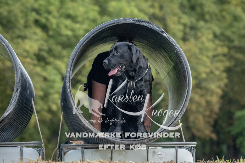 1050_ZZ93264 | kk-dogfotos