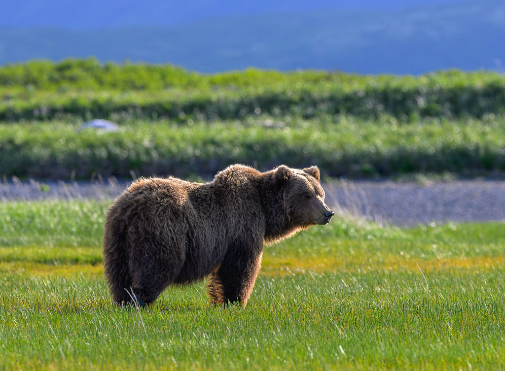 Alaska | Braunbären im Katmai National Park. - Realisiert mit Pictrs.com