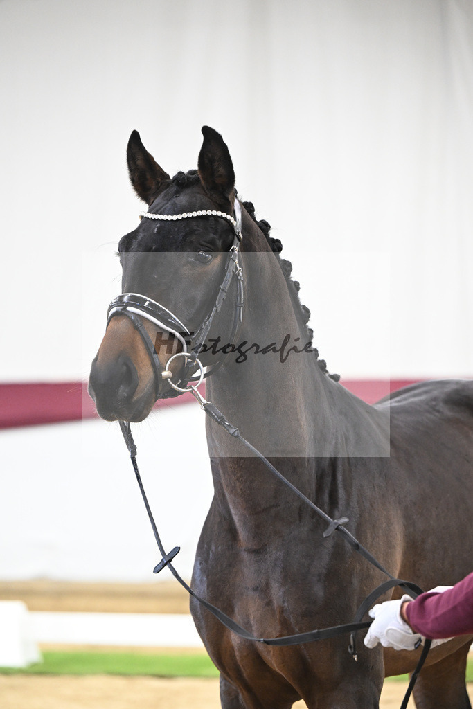 Kat-Nr. 109 Bon Courage x San Remo_Jakob u Martina Reglauer_47253661 | hf-fotografie - Realisiert mit Pictrs.com