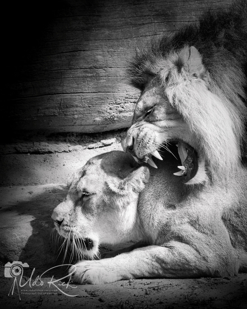 Leo10 | Entdecken Sie Fotografie aus Leidenschaft: Auftragsfotografie, HD-Fotos, Geschenkartikel aus Ihren Bildern und vieles mehr. Beauftragen Sie uns für besondere Momente!