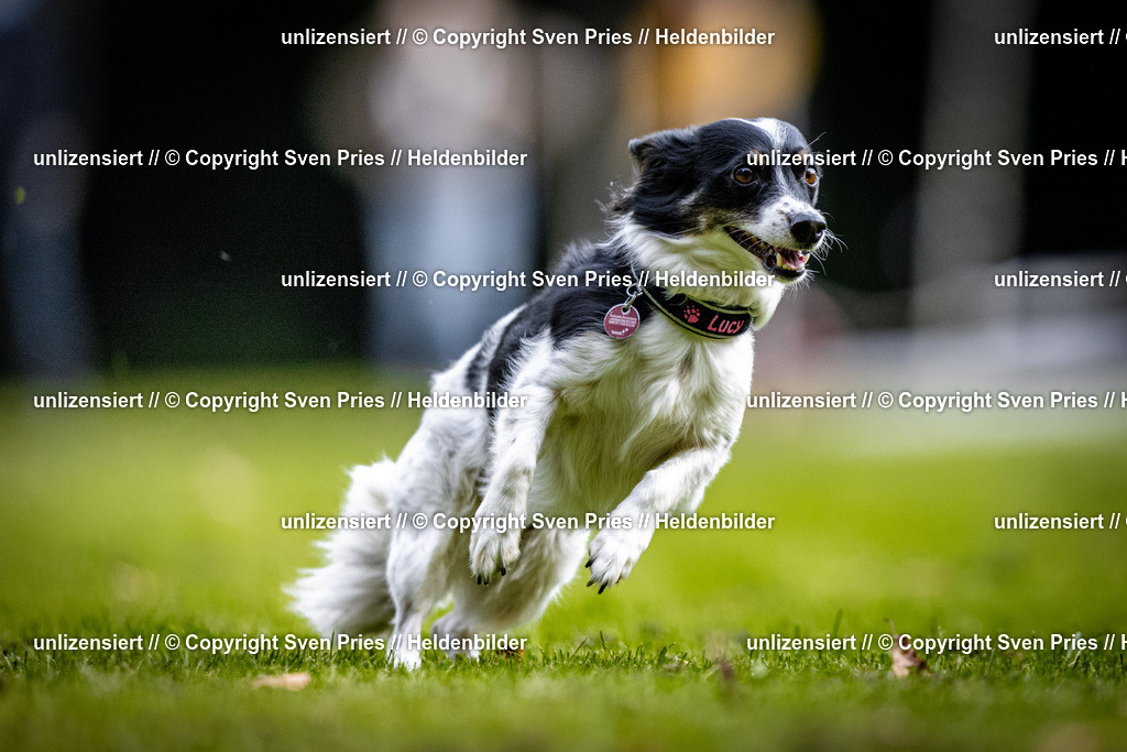 Sven Pries | 2025-10-03 - Hunderennen Obergrombach - Realisiert mit Pictrs.com