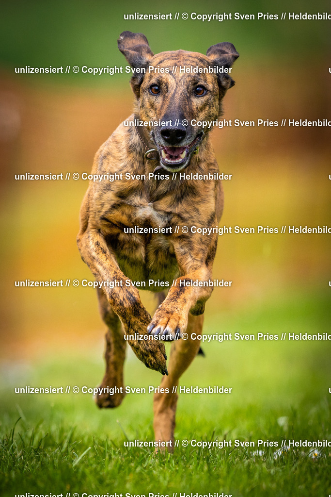 Sven Pries | 2025-04-13 - Hunderennen Baden-Baden - Realisiert mit Pictrs.com