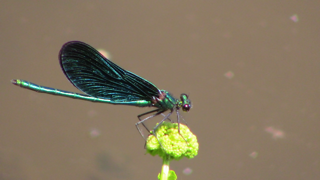 prachtlibelle | Verkauf von Fotos und  Videoclips zumThema Natur.Motive sind Pflanzen, Tiere, Landschaftenund Wetter - Realisiert mit Pictrs.com