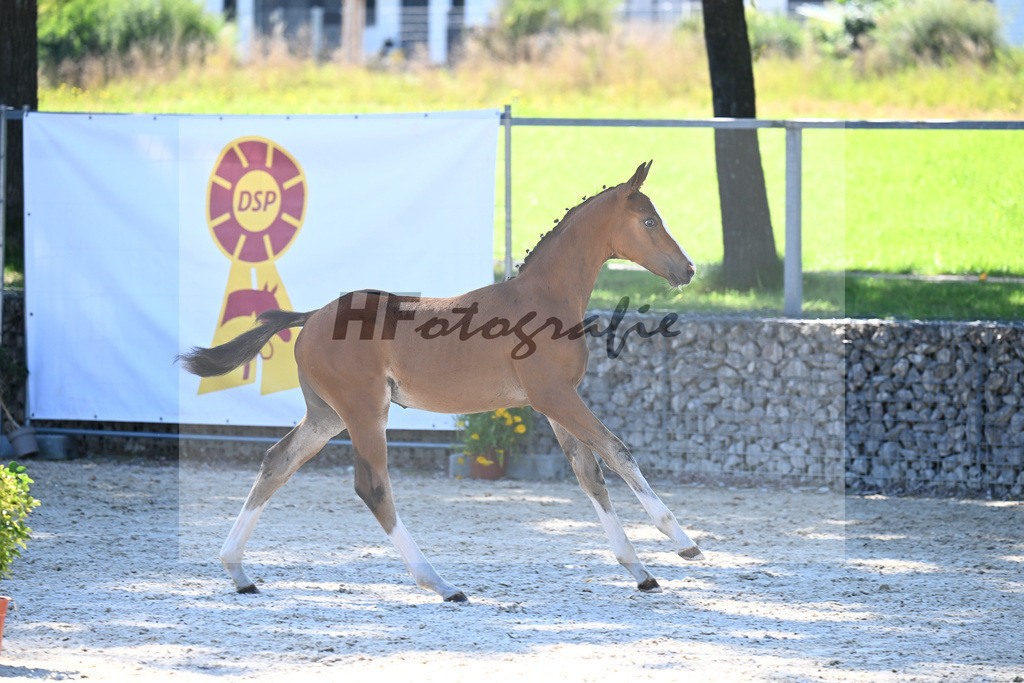 Kat-Nr. 7 Fuerst Grandios x Diamond Hit_HF_Hirschinger_26250122 | hf-fotografie - Realisiert mit Pictrs.com