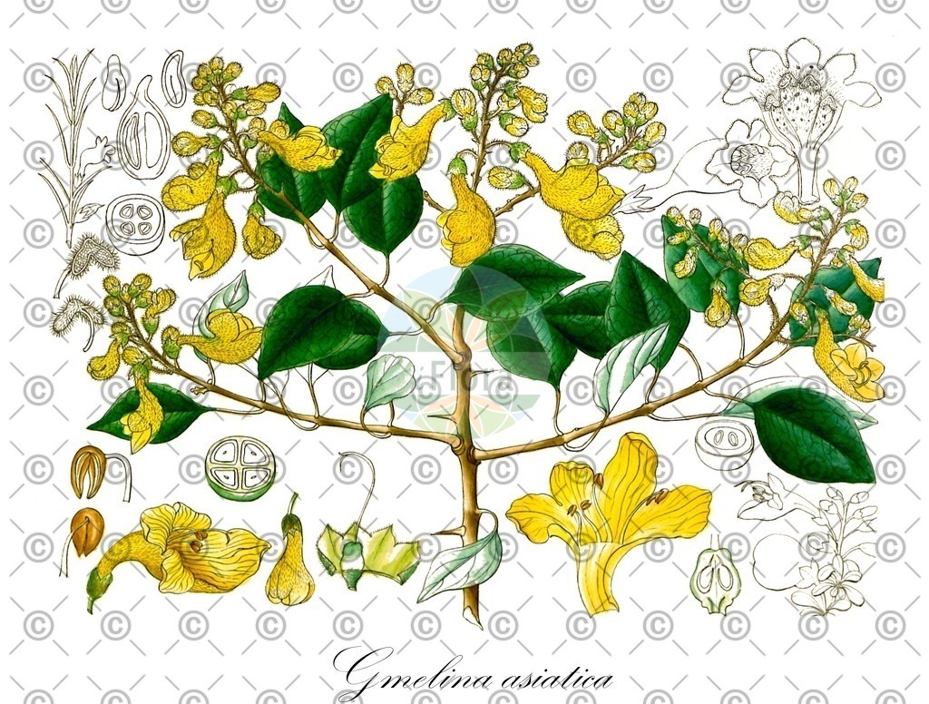 HistAbb_wfo-0000069636_1_ENZY_Simple | Historische Abbildung von Gmelina asiatica - Lamiaceae | Historical Illustration of Gmelina asiatica - Lamiaceae