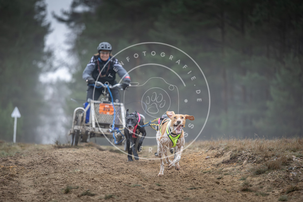 Pfotenfotografie_DV3A0448 | Hundefotografie, Tierfotograf, Pfotenfotografie, Fotoshooting Hund, Hunde Portrait, Hundesport, Hundeportraits, Heideshooting, Hunde, Sportfotograf, Hundefotograf, Turnierhundsport, THS,  - Realisiert mit Pictrs.com