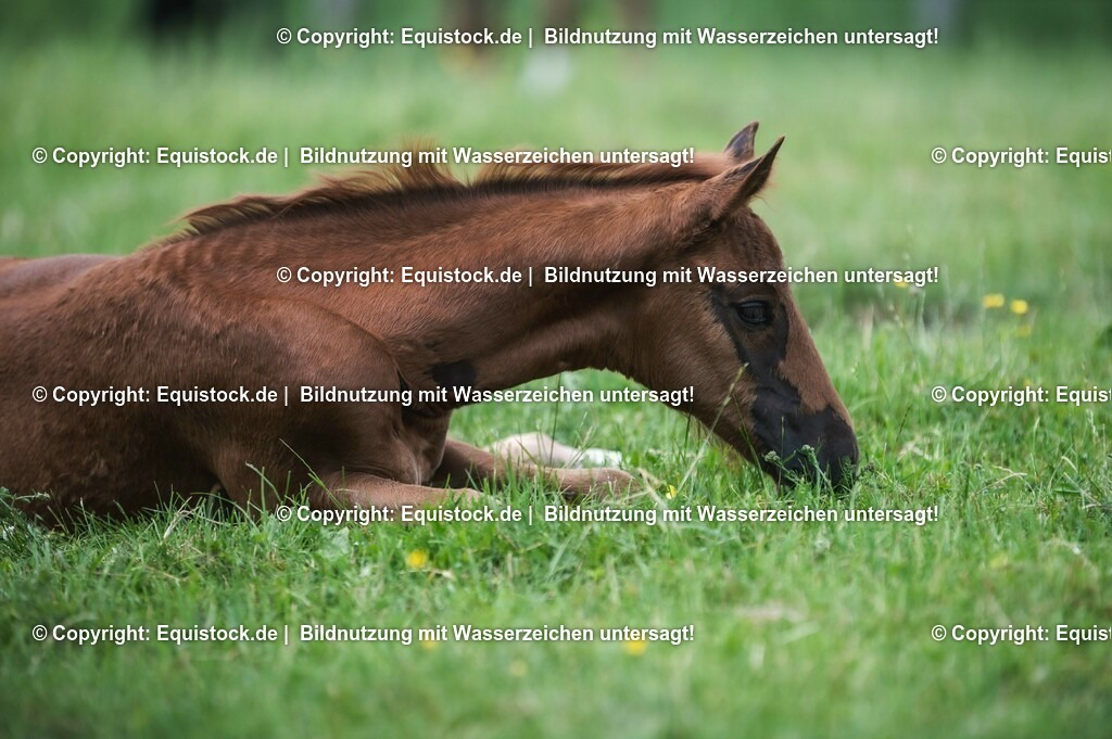 20210617_Fohlen_0305 | Foto: Thomas Hartig