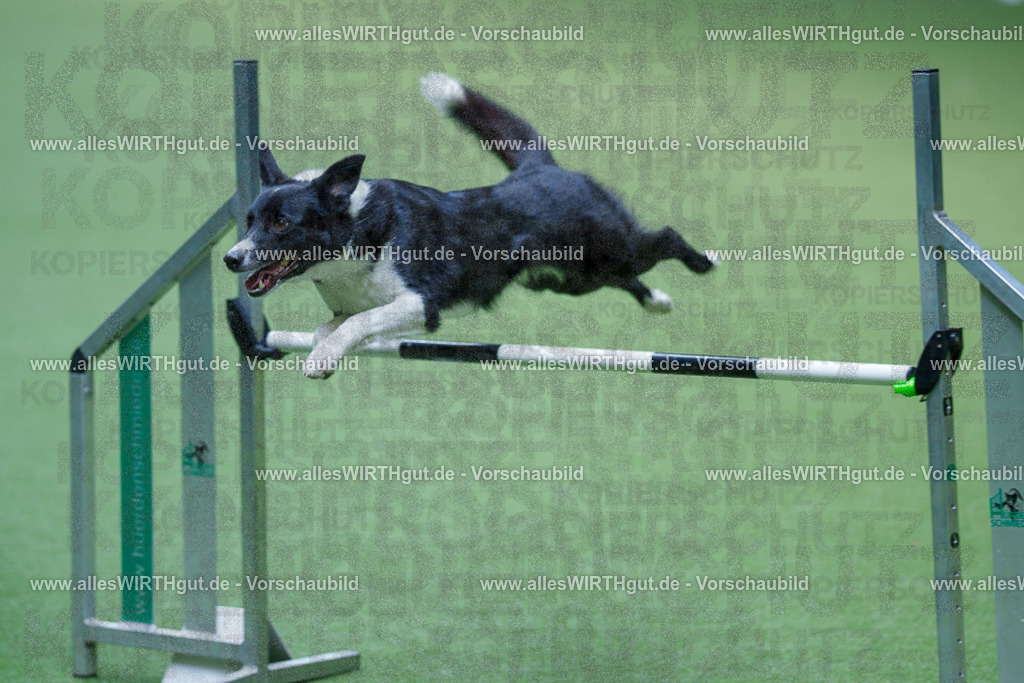 @allesWIRTHgut_Tierfotografie - www.allesWIRTHgut.de - 2604261242-7R501498 | Professionelle Tierfotografie in Mönchengladbach von Daniel Wirth (allesWIRTHgut). Liebevolle & natürliche Bilder von Hunden & Katzen für unvergessliche Erinnerungen.