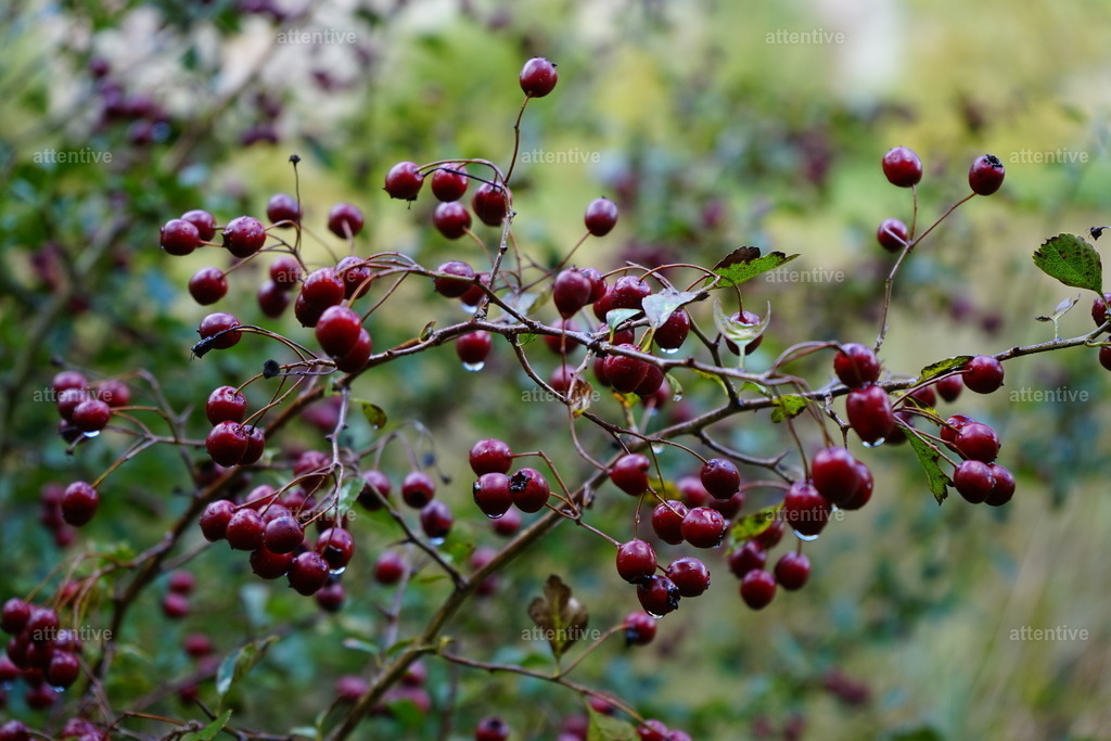 Beeren | Dänemark, Bornholm - Realisiert mit Pictrs.com
