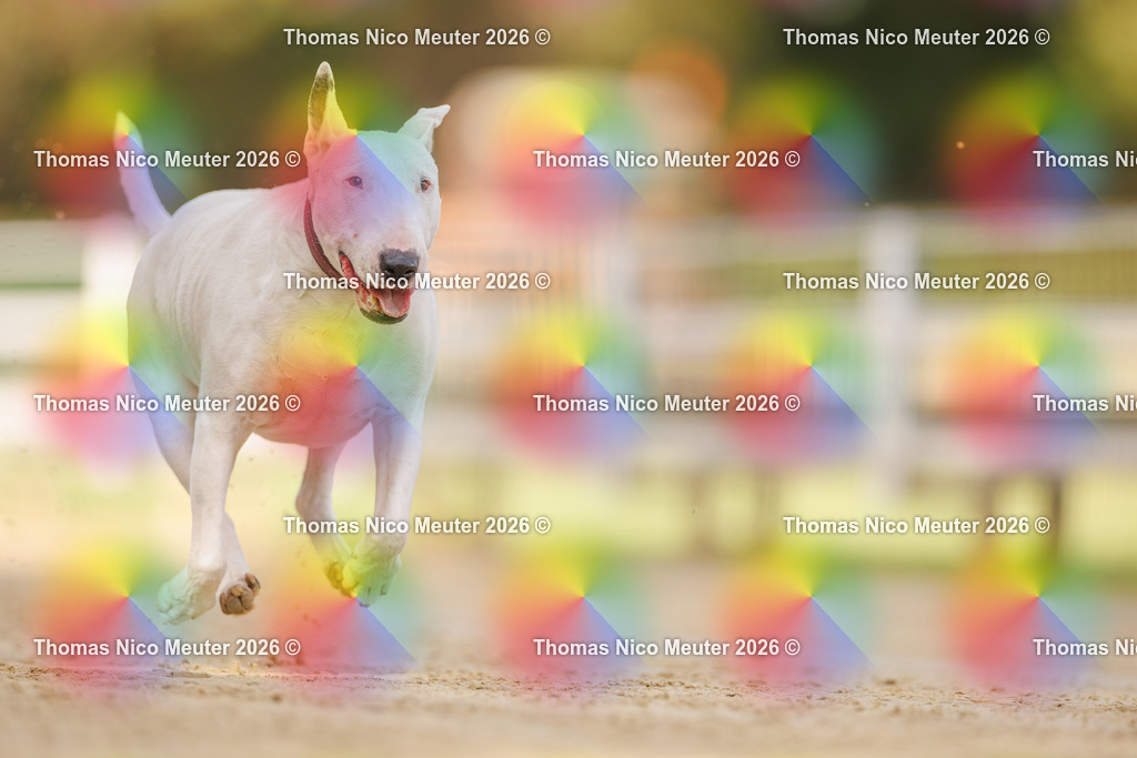 Thomas_Nico_Meuter(C)_03. Oktober 2026_223A7270 | Bild von Thomas Nico Meuter - Realisiert mit Pictrs.com