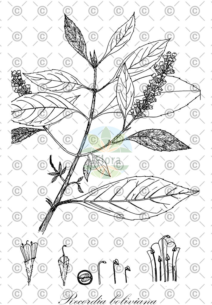 HistAbb_wfo-0001141248_1_ENZY_Simple | Historische Abbildung von Recordia boliviana - Verbenaceae | Historical Illustration of Recordia boliviana - Verbenaceae