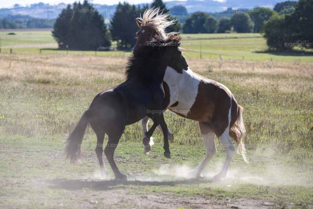 kämpfende Islandhengste | Ingo Gerlach