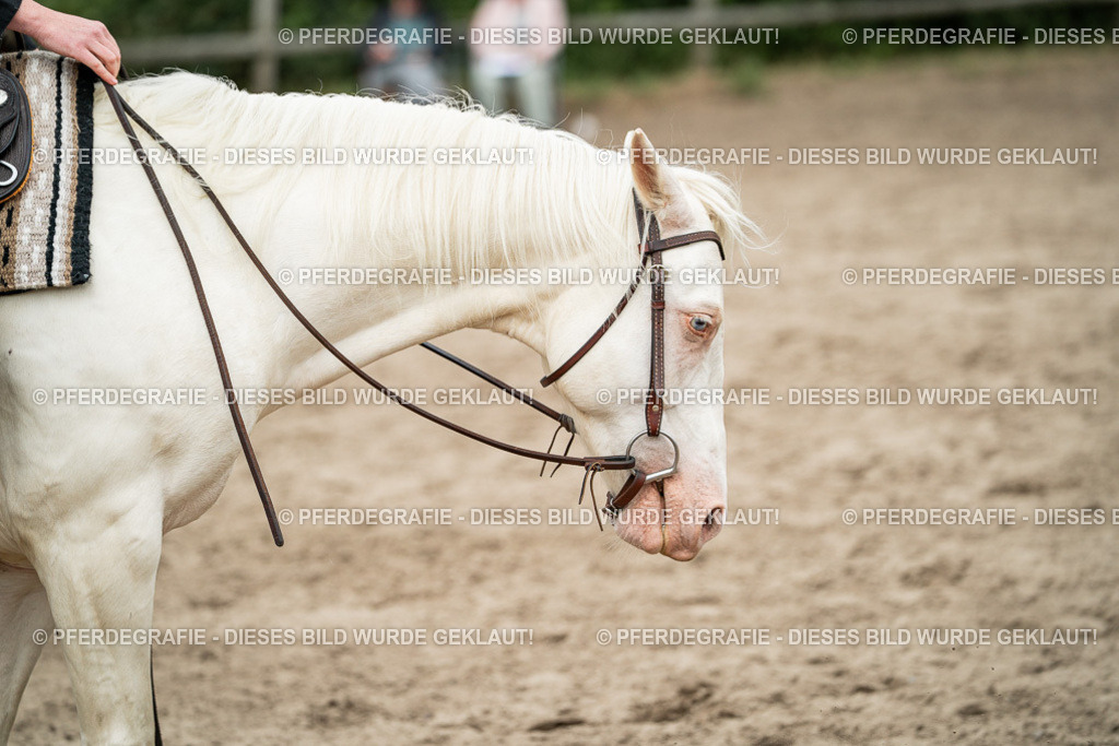 DSC02714 | Pferdegrafie