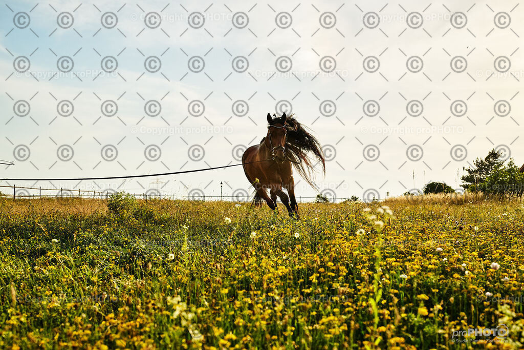 394_202406_Niki-Herodes_NZ9_0414 | proPHOTO - Realisiert mit Pictrs.com