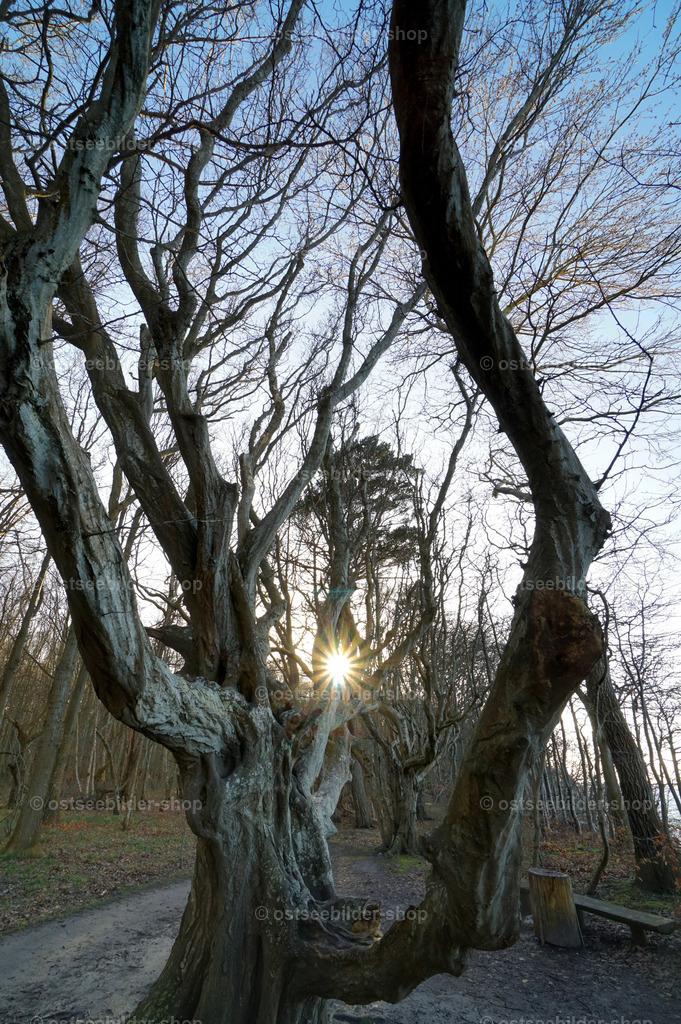 Fabelwesen tanzen zum Sonnenuntergang | Urwüchsige alte Bäume winden sich tanzend in die Höhe.