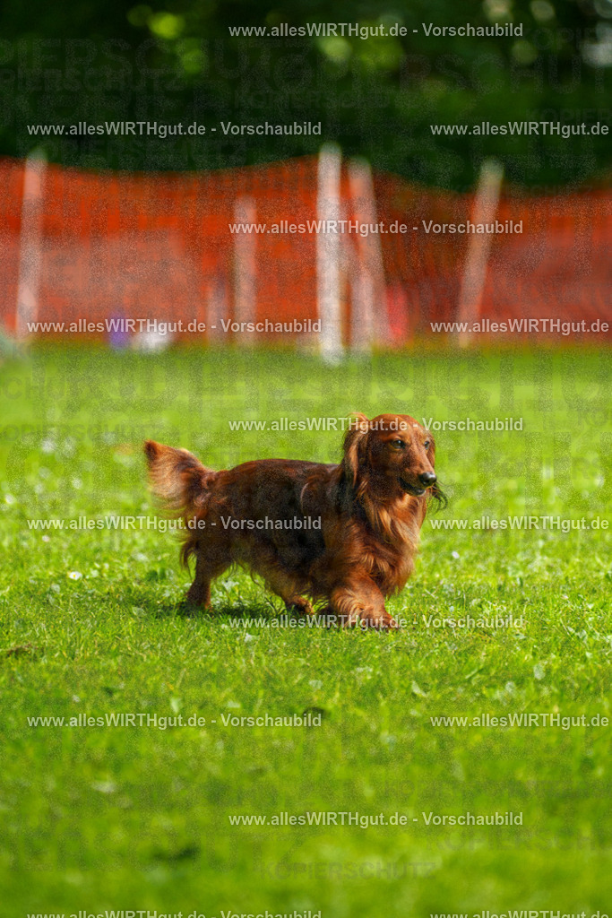 @allesWIRTHgut_Tierfotografie - www.allesWIRTHgut.de - 090804-7R506568 | Professionelle Tierfotografie in Mönchengladbach von Daniel Wirth (allesWIRTHgut). Liebevolle & natürliche Bilder von Hunden & Katzen für unvergessliche Erinnerungen.
