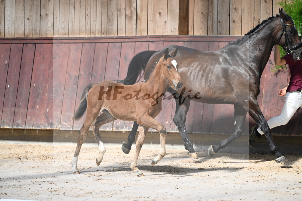 Kat-Nr. 12 Imperio x Decurio_SF_Gindhart_25250058 | hf-fotografie - Realisiert mit Pictrs.com