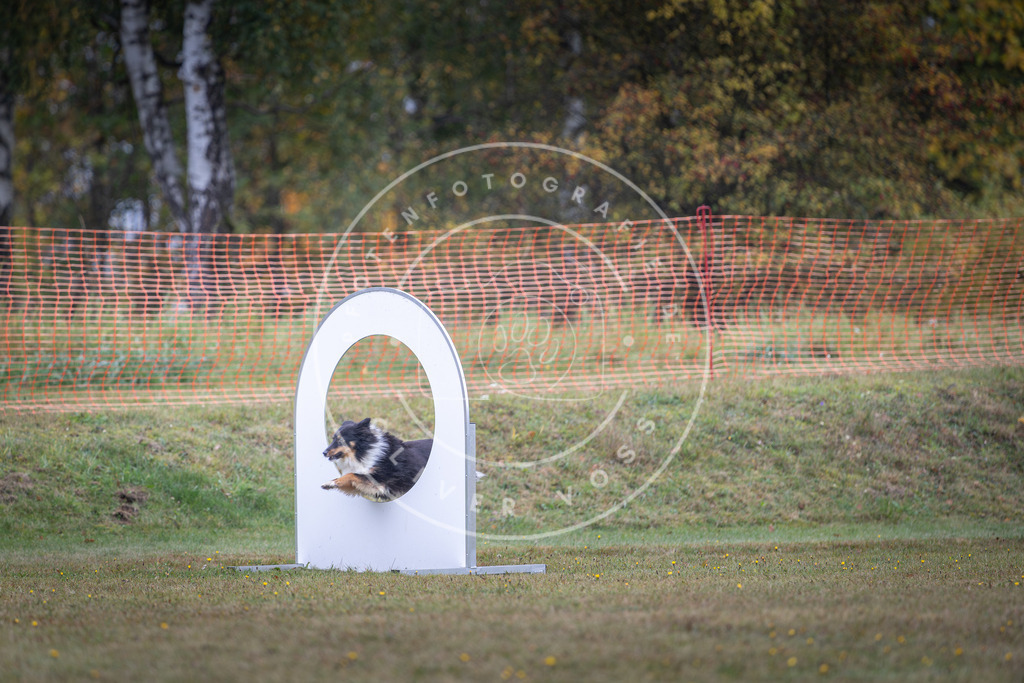 Pfotenfotografie_DV3A0528 | Hundefotografie, Tierfotograf, Pfotenfotografie, Fotoshooting Hund, Hunde Portrait, Hundesport, Hundeportraits, Heideshooting, Hunde, Sportfotograf, Hundefotograf, Turnierhundsport, THS,  - Realisiert mit Pictrs.com