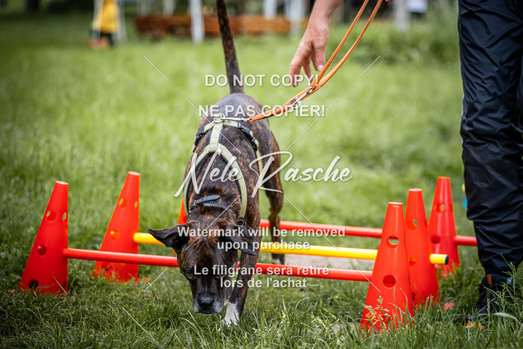 nelerasche_So-earlydog_02 | nelerasche