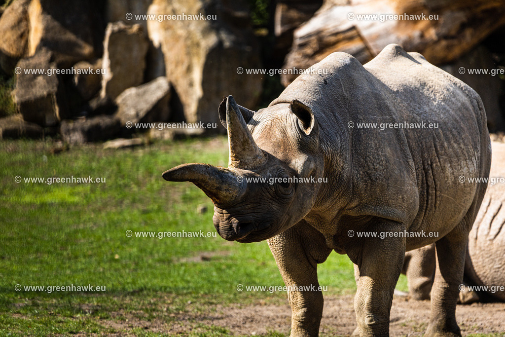 _MG_8631 | Greenhawks Bilder Shop für Landschaften, Urban, Tiere und weiteres als Poster Leinwand oder Fotogeschenk für Ostern Weihnachten oder Geburtstag  - Realisiert mit Pictrs.com