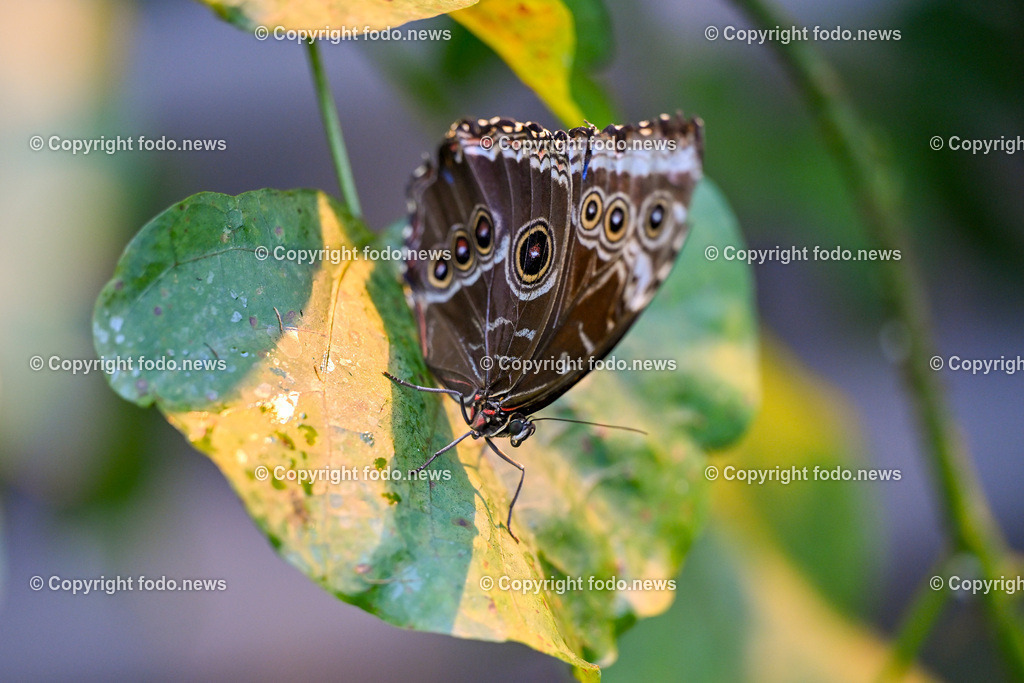 Botanischer Garten Linz_ Schmetterlinge_ 15.01.2025-10 | 15.01.2025, Botanischer Garten Linz, AUT, Schmetterlinge, im Bild tropische Schmetterlinge, Schmetterling, Falter, Natur, Tiere, Blumen, Pflanzen, Insekten, Butterfly, Exotisch, Tropenhaus, Feature, Symbolbild