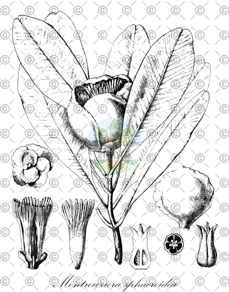 HistAbb_wfo-0000130345_1_ENZY_Simple | Historische Abbildung von Montrouziera sphaeroidea - Clusiaceae | Historical Illustration of Montrouziera sphaeroidea - Clusiaceae