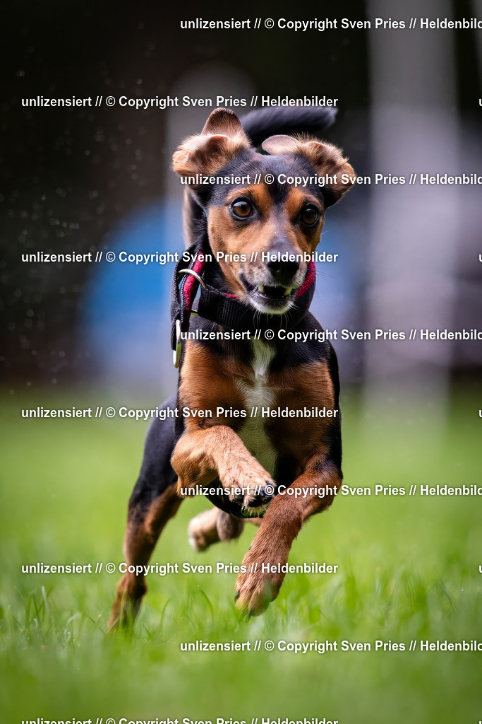 Sven Pries | 2024-10-19 - Hunderennen Ober-Grombach - Realisiert mit Pictrs.com