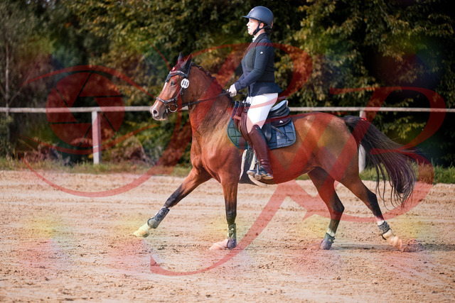2026_10_03_Siefer-Hof_145724_Z81_38985975 | Professionelle Reitsport-, Turnier- und Eventfotografie von Robert Broda. Galerien mit ausgewählten und bearbeiteten Bildern direkt online ansehen und bestellen.
