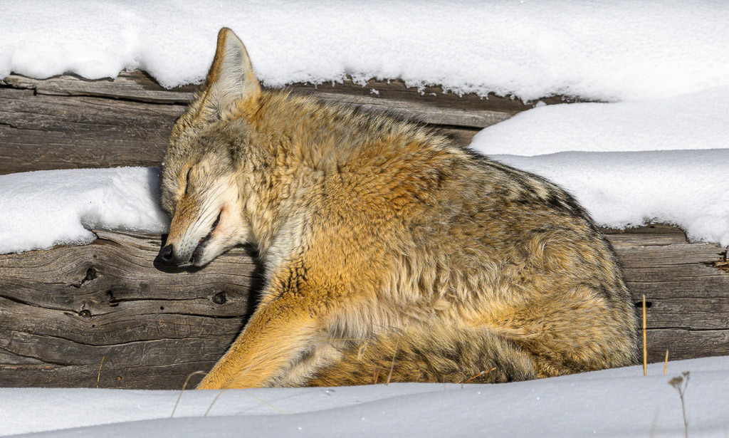 2024-156 | Schlafender Kojote in der Nähe des Madison River. - Realisiert mit Pictrs.com