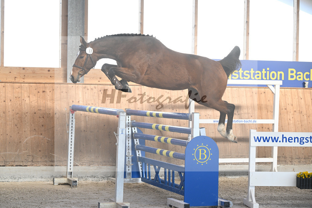 Kat-Nr. 13 Coralee M v. Aganix Du Seigneur_Meindl_14262039 | hf-fotografie - Realizzato con Pictrs.com