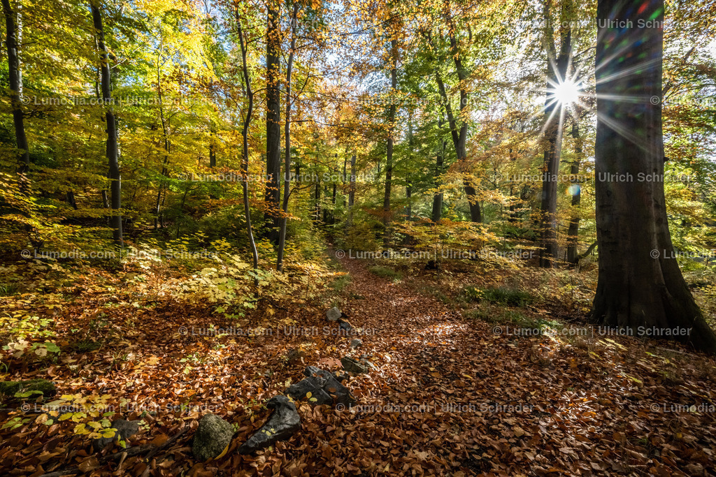 10049-12600 - Schloßpark Ilsenburg im Harz | Stockfoto und Bilderpool mit Bildmaterial aus Deutschland, dem Harz, Halberstadt, Quedlinburg, Wernigerode und weltweit. Qualitativ hochwertige und professionelle Fotos anschauen und kaufen. - Realisiert mit Pictrs.com