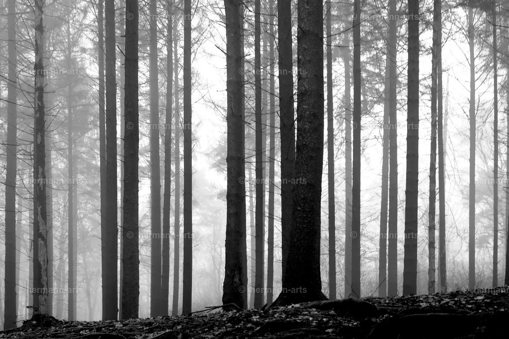 Trees_fine_Art_0064 | Photo Foto Kunst Art schwarzweiss Bilder Rheine Münster Berlin Blumen 