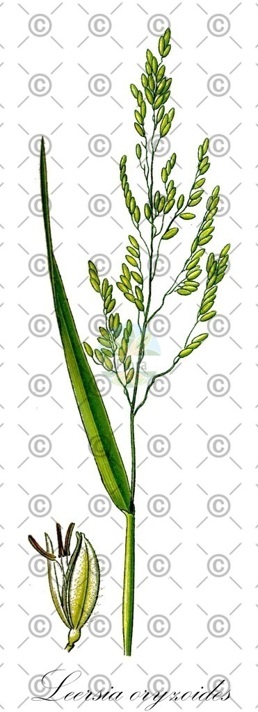 HistAbb_wfo-0001261754_1_ENZY_Simple | Historische Abbildung von Leersia oryzoides - Poaceae (Kleistogamer Queckenreis;Reisquecke;Europäische Reisquecke) | Historical Illustration of Leersia oryzoides - Poaceae (cut-grass;rice grass;rice cutgrass;leersie faux-riz)