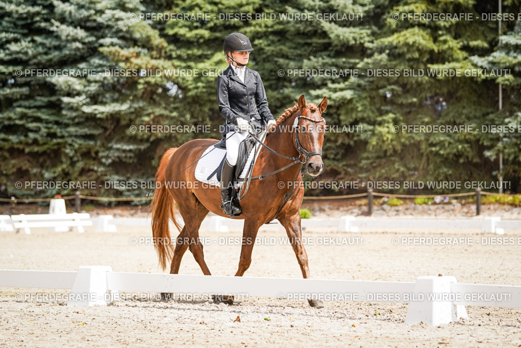 DSC02515 | Pferdegrafie