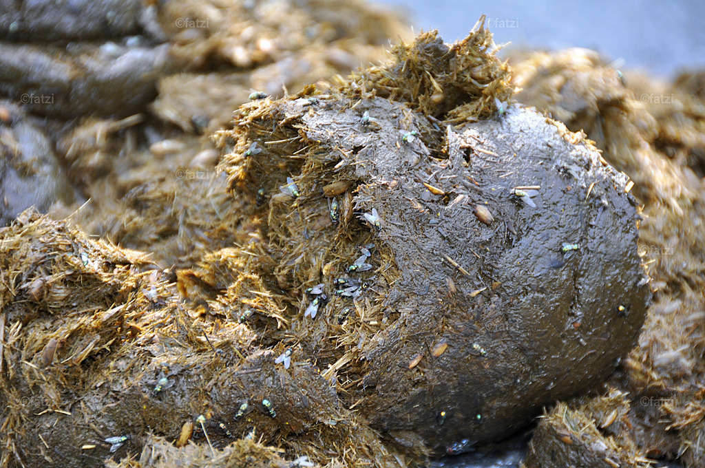 DSC_0012k | Fatzi Bilder-Archiv! 
Die Bilder sind für private Nutzung lizenzfrei. Die kommerzielle Nutzung ist möglich und erwünscht, jedoch bitte ich um vorherige Kontaktaufnahme per E-Mail (info@fatzi.at) oder unter +43 650 7828269 - Realisiert mit Pictrs.com