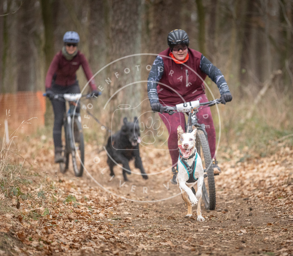 Pfotenfotografie_DV3A5877 | Hundefotografie, Tierfotograf, Pfotenfotografie, Fotoshooting Hund, Hunde Portrait, Hundesport, Hundeportraits, Heideshooting, Hunde, Sportfotograf, Hundefotograf, Turnierhundsport, THS,  - Realisiert mit Pictrs.com