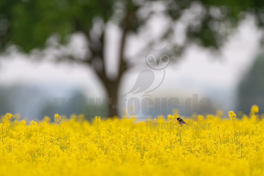 R6M35577_20260507 | Ein männliches Schwarzkehlchen (Saxicola rubicola) sitzt auf einem einzelnen Stängel in einem weiten, blühenden Rapsfeld. Der Vogel ist scharf abgebildet und zeigt sein charakteristisches schwarzes Kopfgefieder, den weißen Halskragen und die braune Oberseite. Im Hintergrund sind unscharfe grüne Bäume und ein heller Himmel zu sehen, die eine friedliche Frühlingslandschaft bilden. - Realisiert mit Pictrs.com