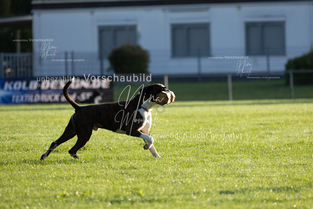 _16A6097 | Einzigartige Fotos von Hunden & Menschen –Actionfotos, Portraits, Vereinsaufnahmen & Paarshootings – authentisch, lebendig & mit Herz.