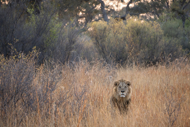 Löwe im Okavango Delta_ Botswana | Atemberaubende Reisefotografie gepaart mit modernen Inspirationen für persönliche Perspektivwechsel. Für alle Reisenden mit Drang nach Abenteuer und Freiheit. Ideal als Geschenkidee - Realisiert mit Pictrs.com
