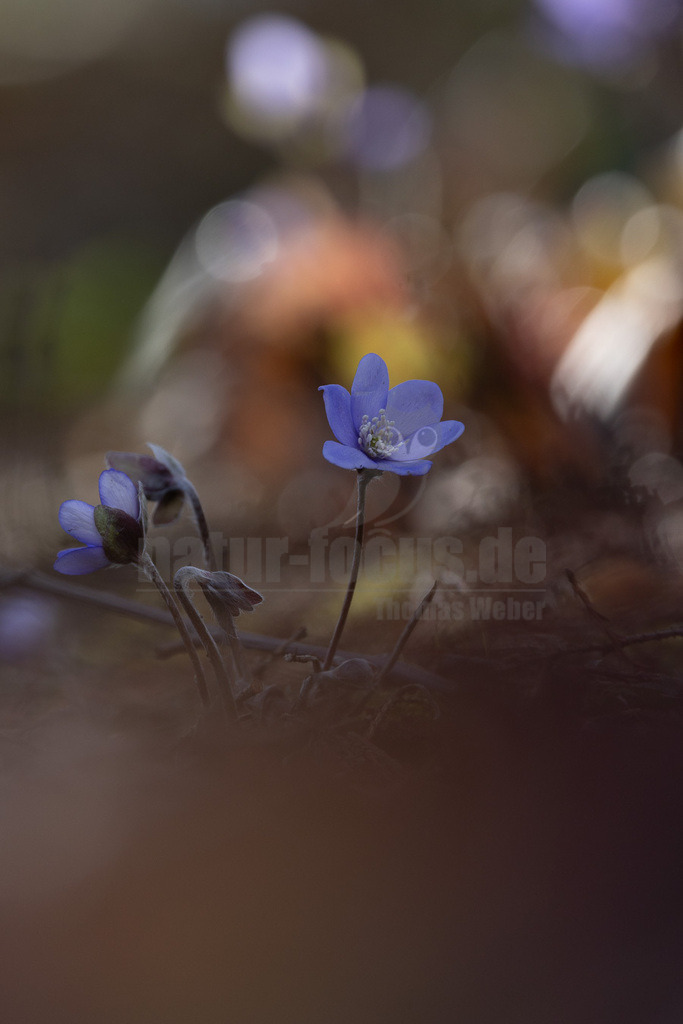 R5NF9151-20230311 | Das Leberblümchen ist eine überwinternd grüne, ausdauernde, krautige Pflanze, die Wuchshöhe beträgt 10 bis 25 cm. - Realisiert mit Pictrs.com