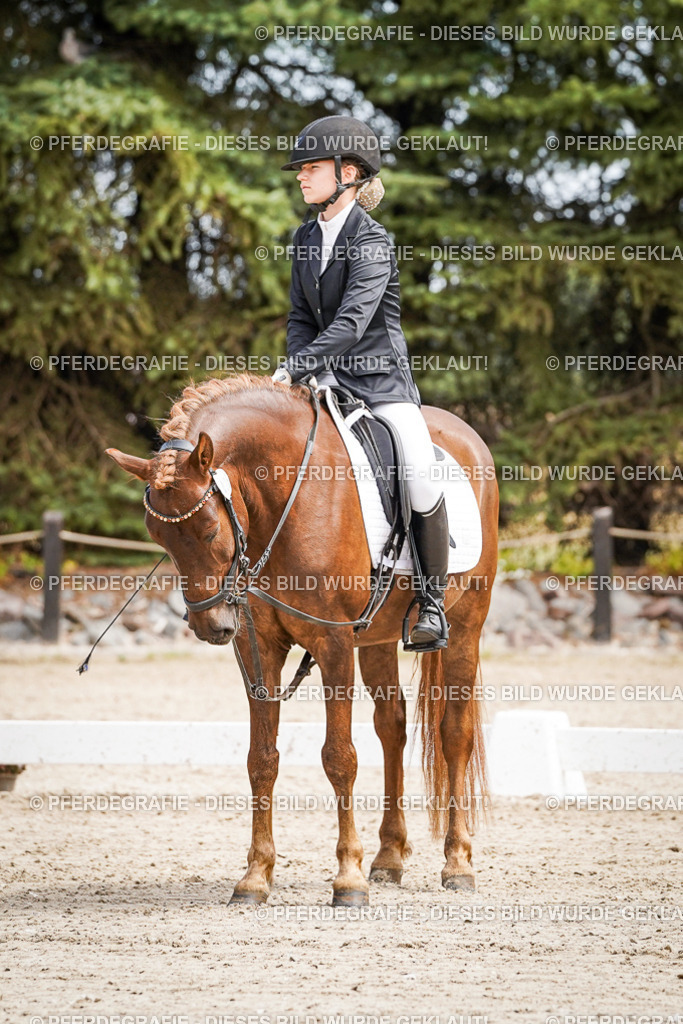 DSC02611 | Pferdegrafie