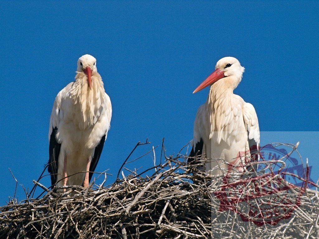 White storks couple nesting against blue sky | White storks pair resting in large stick nest against clear blue sky - Realized with Pictrs.com